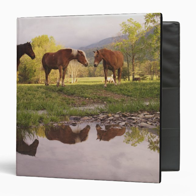 Horses reflected in small stream, Cades Cove, Binder (Front/Inside)