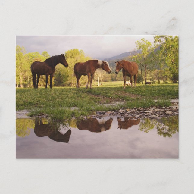Horses reflected in small stream, Cades Cove, Postcard (Front)