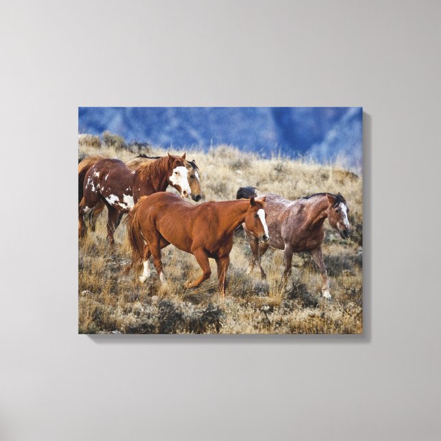 Horses Roaming the Hills Canvas Print (Front)