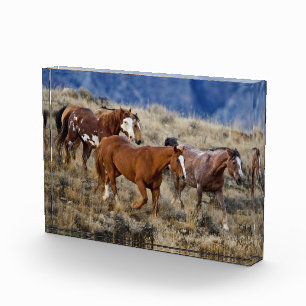 Horses Roaming the Hills Photo Block
