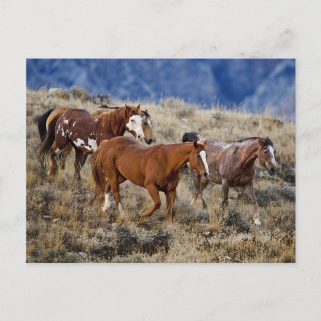 Horses Roaming the Hills Postcard (Front)