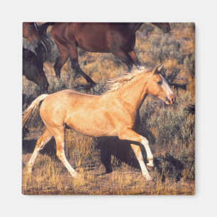 Horses Running a Ponderosa Ranch Magnet
