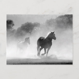 Horses running black and white beautiful scenery postcard