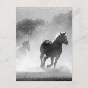 Horses running black and white beautiful scenery postcard