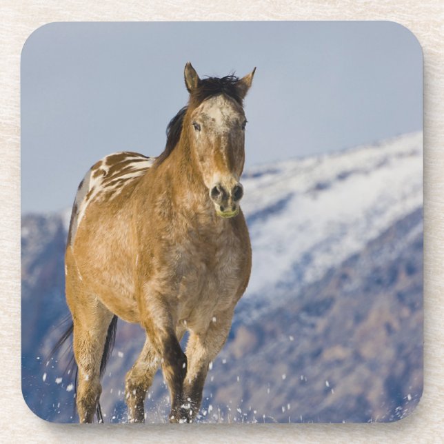 Horses Running in Snow Coaster (Front)