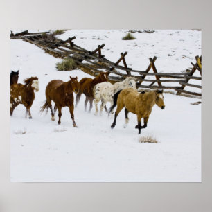 Horses Running in Snow Poster