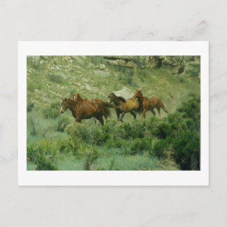 Horses Running Postcard