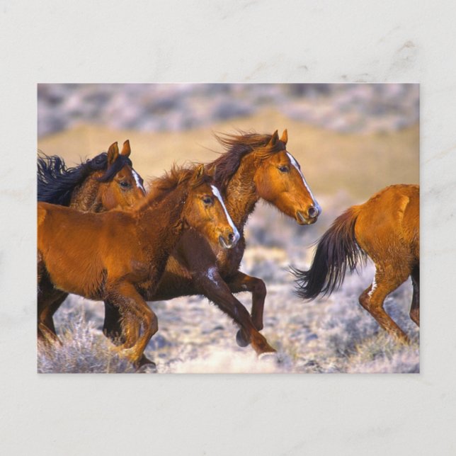 Horses running postcard (Front)