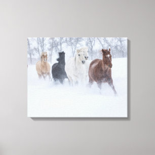 Horses Running Through the Snow Canvas Print