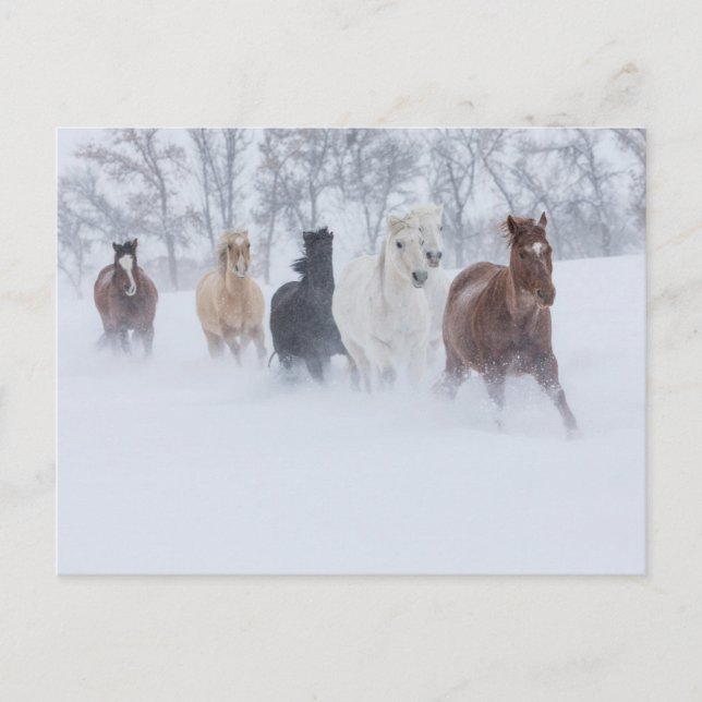 Horses Running Through the Snow Postcard (Front)