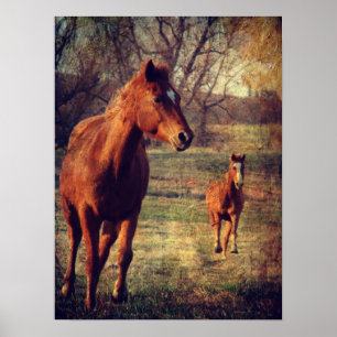 Horses Running Towards the Camera Poster
