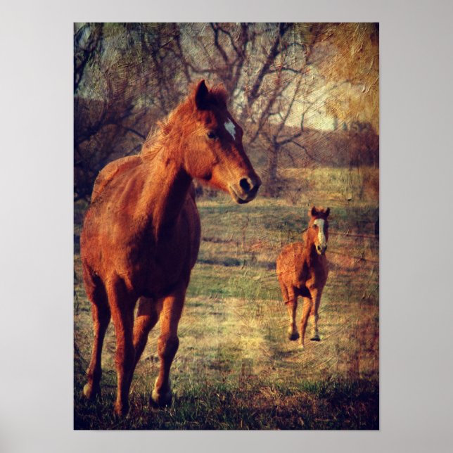 Horses Running Towards the Camera Poster (Front)