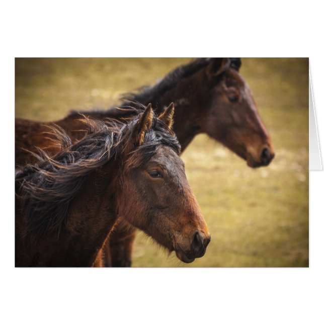 Horses Side By Side (Front Horizontal)