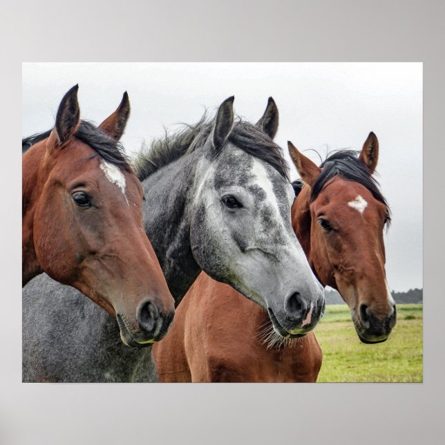 Horses Side by Side, Head and Chest, Bays, Grey Poster (Front)
