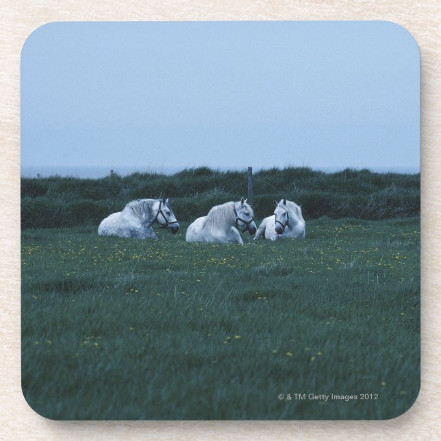 Horses sitting in field, Perci, Quebec, Canada Coaster (Front)
