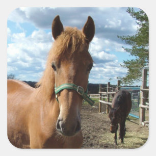 Horses stickers