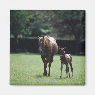 Horses - Thoroughbred, Mare And Foal, Magnet