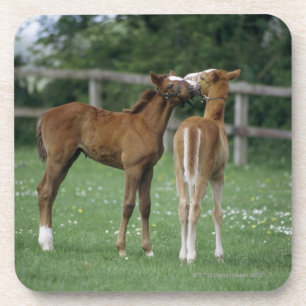 Horses - Thoroughbreds, Foals, Coaster