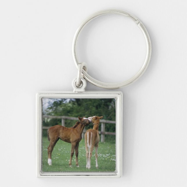 Horses - Thoroughbreds, Foals, Keychain (Front)