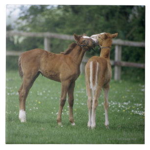 Horses - Thoroughbreds, Foals, Tile