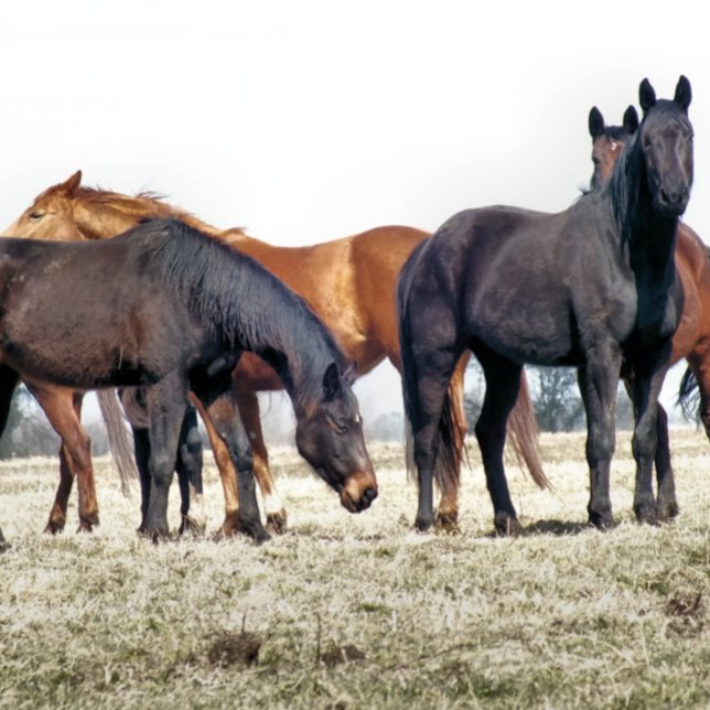 HORSES TILE (Creator Uploaded)