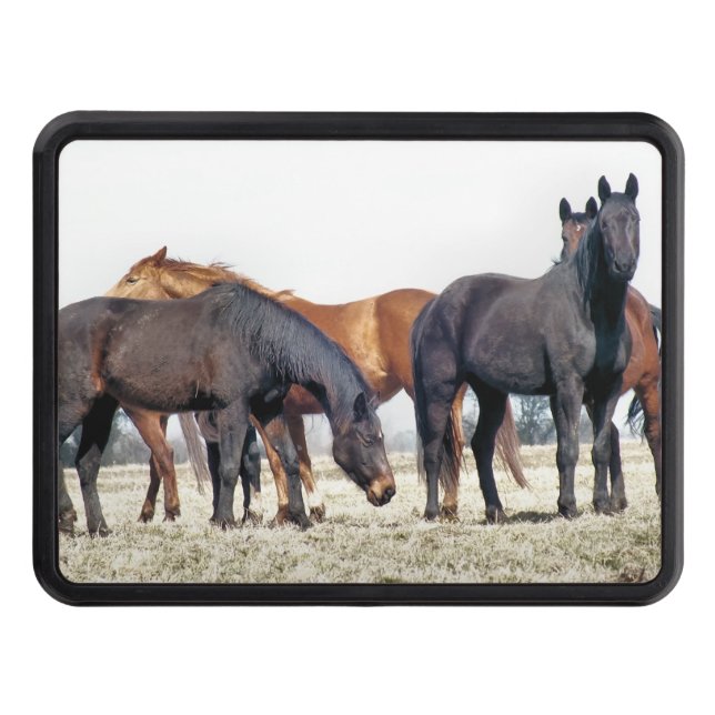 HORSES TRAILER HITCH COVER (Front)