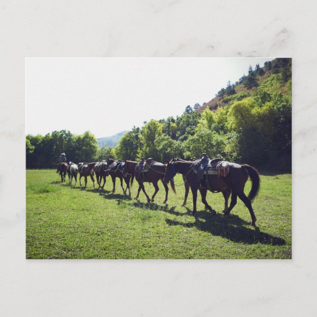 Horses walking in a line postcard (Front)