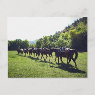 Horses walking in a line postcard