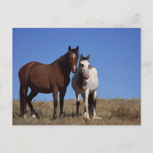 Horses with Sky Background Postcard