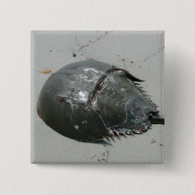Horseshoe Crab 2 Inch Square Button (Front)