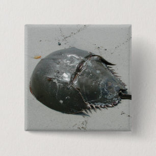 Horseshoe Crab 2 Inch Square Button