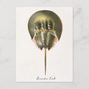 Horseshoe Crab, Arthropod, James Ellsworth De Kay, Postcard