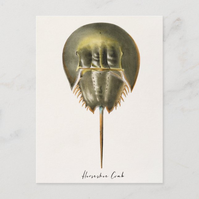 Horseshoe Crab, Arthropod, James Ellsworth De Kay, Postcard (Front)