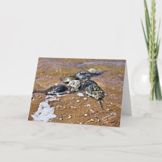 Horseshoe Crab Greeting Card - Inside Blank