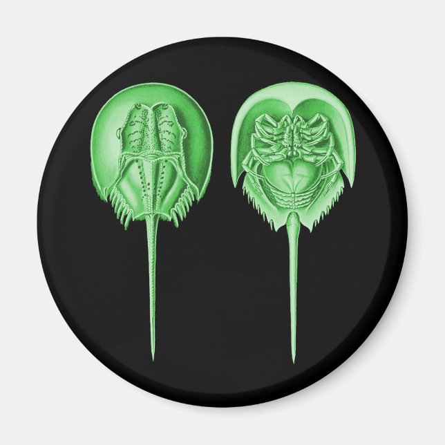 Horseshoe Crab Magnet (Front)