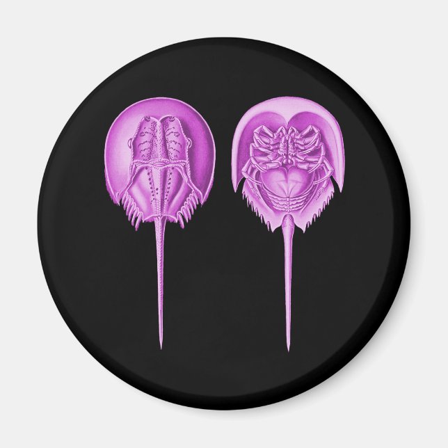 Horseshoe Crab Magnet (Front)