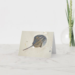 Horseshoe Crab Note Card