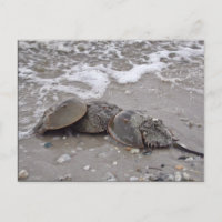 Horseshoe Crab