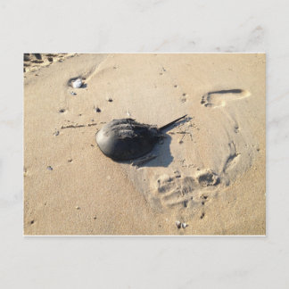horseshoe crab postcard
