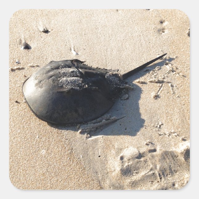 horseshoe crab square sticker (Front)