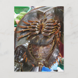 Horseshoe Crab ... Thai Asian Street Food Postcard