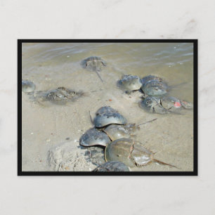 Horseshoe Crabs in water Postcard