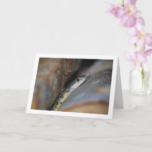 Horseshoe Whip Snake Card