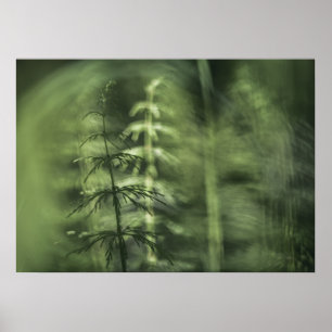 Horsetail Photo green floral design Poster