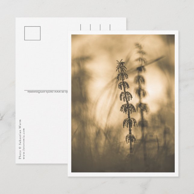 Horsetail Sepia Nature Photo Postcard (Front/Back)