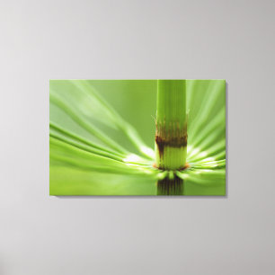 Horsetail, Stanley Park   British Columbia Canvas Print