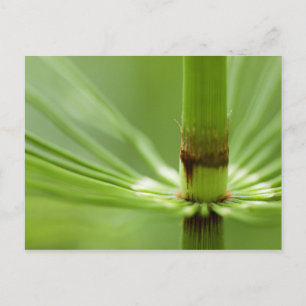 Horsetail, Stanley Park   British Columbia Postcard