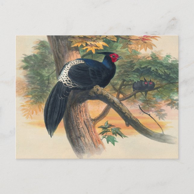 Horsfield's Kaleege by Joseph Wolf Postcard (Front)