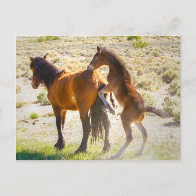 Horsing Around Postcard (Front)