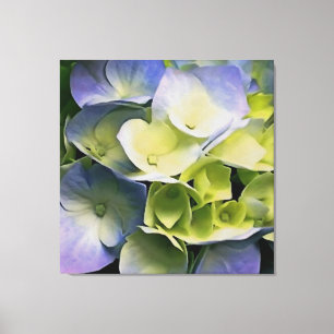 Hortensia Blossom Botanical Art Blue And Yellow  Canvas Print